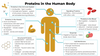 Proteins in the Body Infographic - NuSep Store