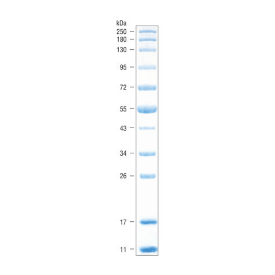 Protein Standard – NuSep